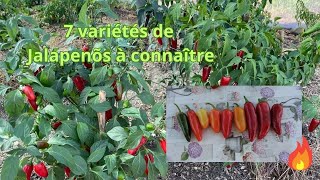 7 Variétés de Jalapeños à connaître