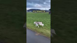 Наша Руна ❤️ #хаски #хаскивидео #люблюхаски