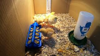 Cute Adorable Baby Chicks Golden Sex Links Fun Chicken Video!