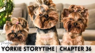 Yorkie Storytime Live | Chapter 36