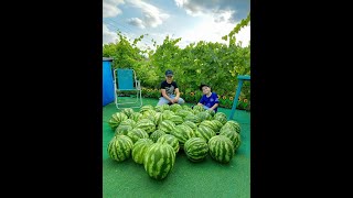 Собираем арбузы с племяшками