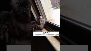 she saw a worm #shortvideo #catsvideo