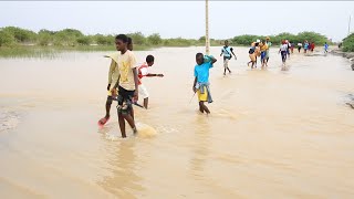 ​Débordement du fleuve Sénégal : la route de Dièle Mbame envahie par les eaux