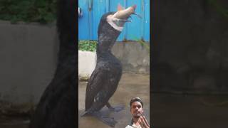 मछली को जिंदा निगल लिया 😳😱 |The fish was taken out alive 🦆🐟 #shorts #duck #fish #collectwilds