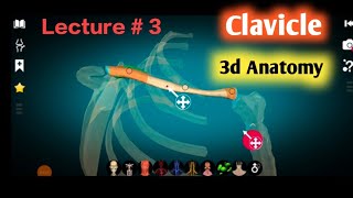 clavicle anatomy 3d | clavicle bone anatomy