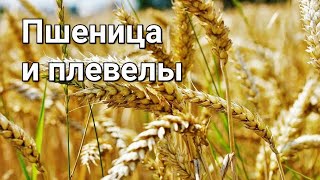 Пшеница и Плевелы🌻🌻🌻