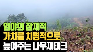 임야의 잠재적 가치를 치명적으로 높여주는 나무재테크 | 나무대장🌳 나무농사의 모든것