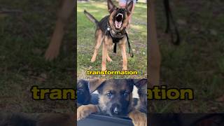 German Shepherd Puppy Transformation!!