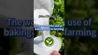 The wonderful use of baking soda in farming #shortvideo #garden #howto #youtubeshorts #plants