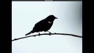 Red-winged Blackbird Song