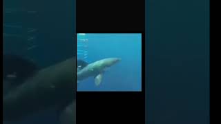 Great White gets bitten by a bigger Great White! 😬 Video credits seawat1 TikTok