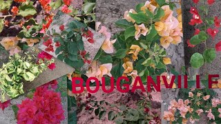 Conheça minhas mais NOVAS BOUGAINVILLEAS