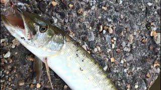 ALEMÃOZINHO X PIKE... fishing Perch and Pike in Manchester canal ..pescaria em Manchester