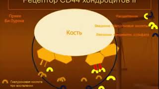 Бад «Би Лурон» для оздоровления суставов, хрящей, связок | Разработчик биопрепарата