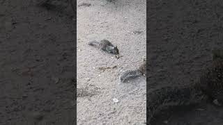 Balboa Park Part 15 Visitors- Ground Squirrels #youtubeshorts #nature #squirrel- Info in description