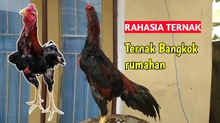 Ternak Ayam Bangkok skala Rumahan income Juta/bulan