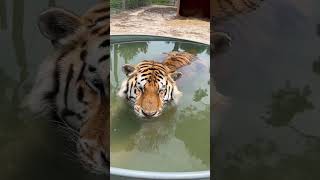 Tiger In Tub!