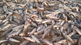 Raho and Grass fish  sale