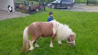 VENDO CABALLITO MINI HORSE REPRODUCTOR