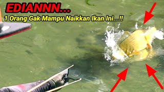 EDIIIAAANNN...❗❗Butuh 2 Orang Untuk Naikkan Ikan Ini ||Ketapel Ikan|| Slingshot fish