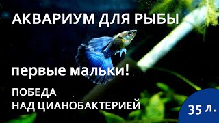 Аквариум 35 литров ожил. Победил циано. Родились первые мальки. Новые растения и обитатели.