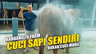 Cuci Sapi Sendiri Baru Datang dari Magetan di Kandang 76 Farm