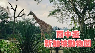 雨中遊新加坡動物園｜Singapore Zoo in the rain#life  #生活