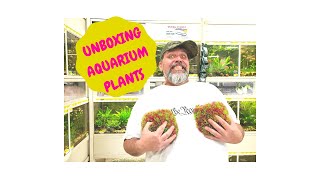 Unboxing Aquariumplants.com @ BensonsFishRoom 1/19/2019