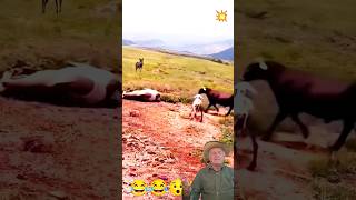 a cabeçada #animals #funnycrash #funny #sheep #cow