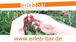 Kleines ABC der Erntehilfen – Himbeeren ernten und verarbeiten