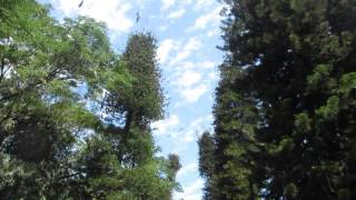 Bats flying at Kandy Botanical Garden