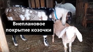 Внеплановое покрытие козочки