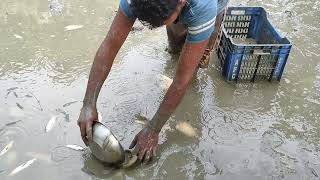 Lots of fish hunting in muddy water | Muddy water Fishing Skills | Fishing Video