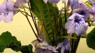 Seedpods on Streptocarpus