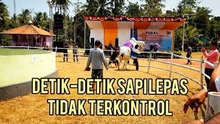 Detik - detik sapi lepas kontrol pada saat kontes ternak di Kebumen ...