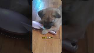 Get that thief!  #puppy  #dog #dogsyourfriendsforever #dogshorts #shortsvideo #shortsfeed