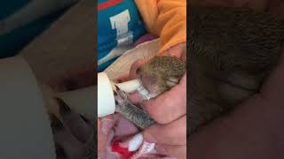 Leo the Rescued Baby Squirrel Fed by Mommy