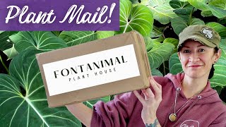 Exciting New Anthurium from Fontanimal! | Houseplant Haul