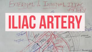 EXTERNAL AND INTERNAL ILIAC ARTERY