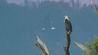 Native American Animals: Eagle (Wanblí)