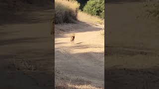 Coyote sighting again after the deer left the area #wildoutdoors #whitetaildeer #trailcamera #nature