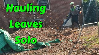 LEAF REMOVAL [Fall Cleanup]