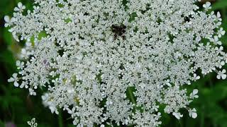 Foraging For Yarrow - Styptic Powder - Yarrow Vs Wild Carrot & Hemlock