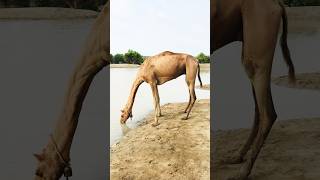 Female camel is drinking rain water #shorts