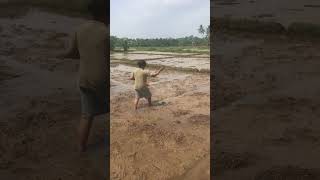 How village girl working on paddy cultivation? Village girl working paddy farm, sri lanka