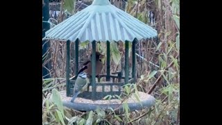 #breakfasttime #breakfast #birds #happybirds #garden 🏡🐧🐦🪶