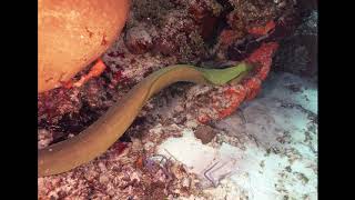 Green Morays of Cozumel with Travels with Tam!