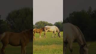 mare and her foal on a pasture