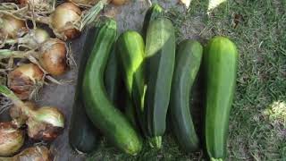 Our April Garden Harvest! Texas Legend Onions and Italian Striped Zucchini!