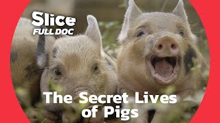 Piglets & Happiness: From Birth, to Pets, to Wilderness | FULL DOC